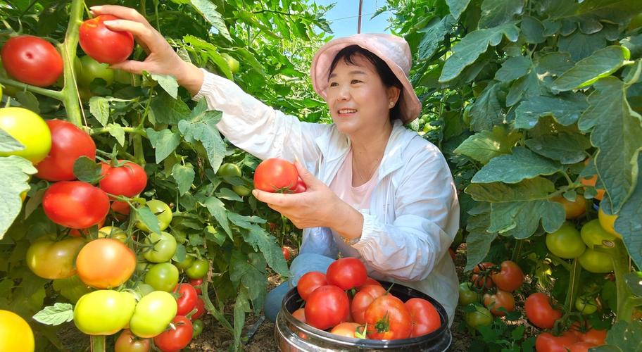 新疆农村蔬菜补贴的相关图片