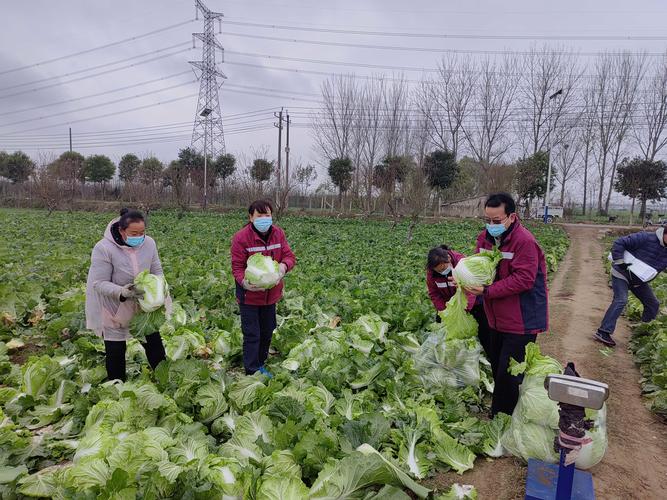 河南农村免费种植蔬菜政策的相关图片