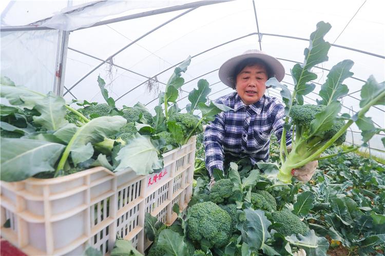 河南农村种植蔬菜基地补贴的相关图片