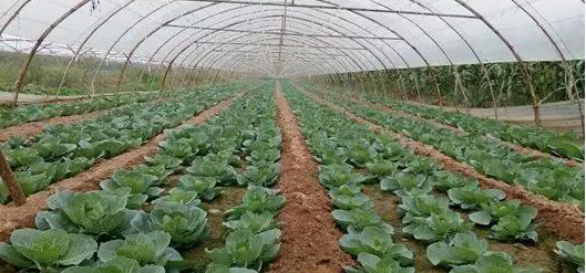 河西农村种植蔬菜补助的相关图片