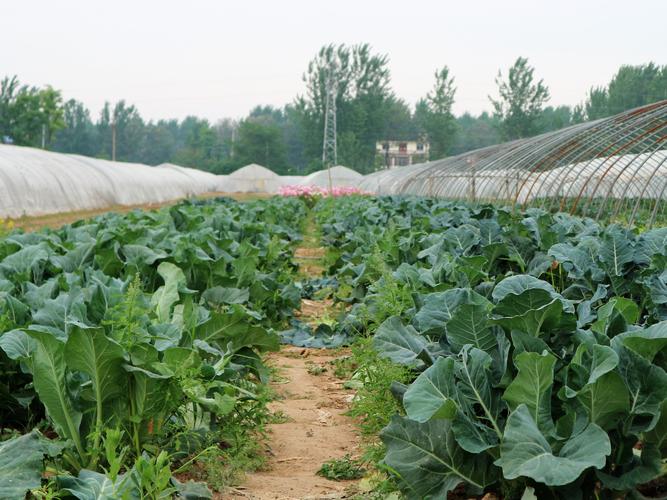 漯河农村种植蔬菜的相关图片