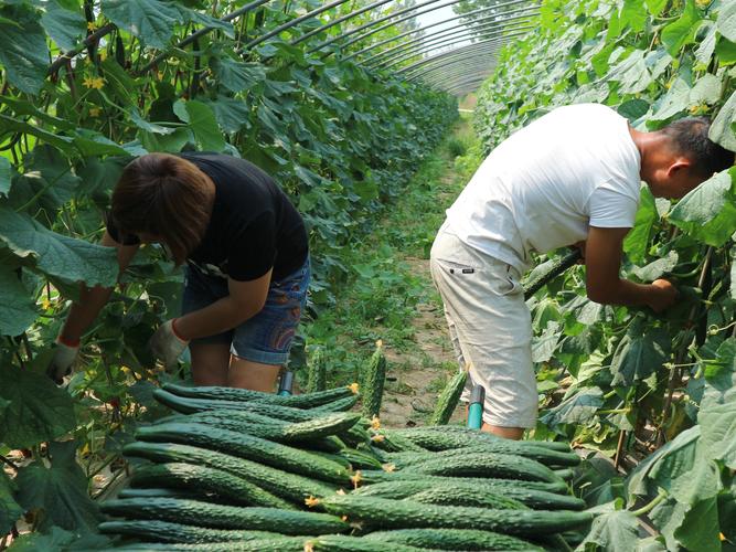 烟台农村蔬菜种植过程视频的相关图片