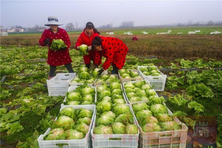 西安农村冬天收蔬菜视频的相关图片