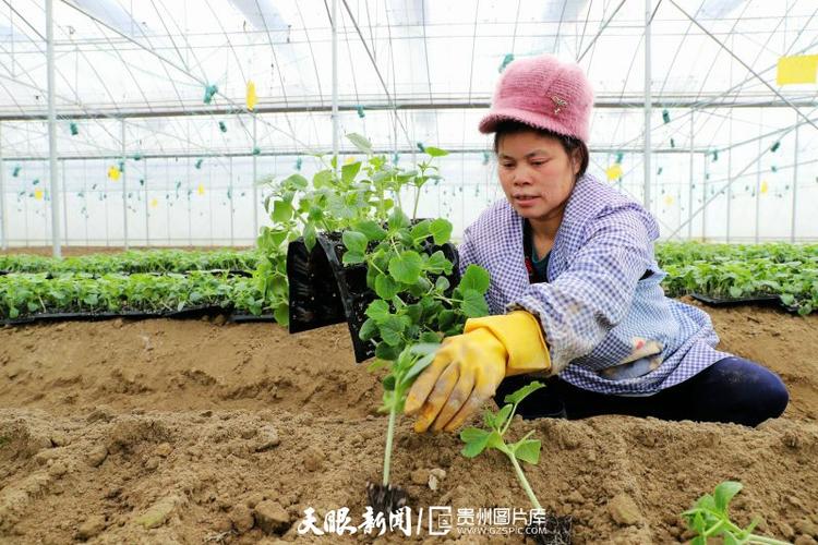贵州农村人自己蔬菜育苗的相关图片
