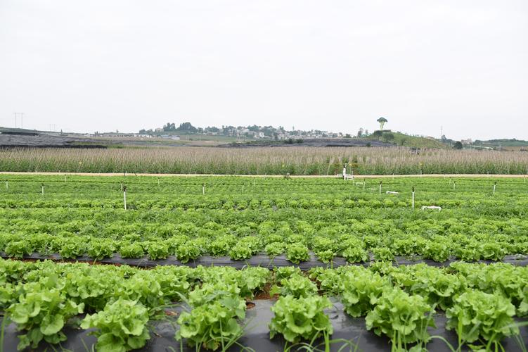 贵州农村生态蔬菜的相关图片