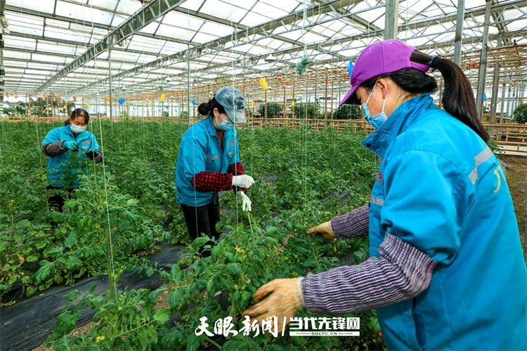 贵州农村蔬菜产业报告书的相关图片