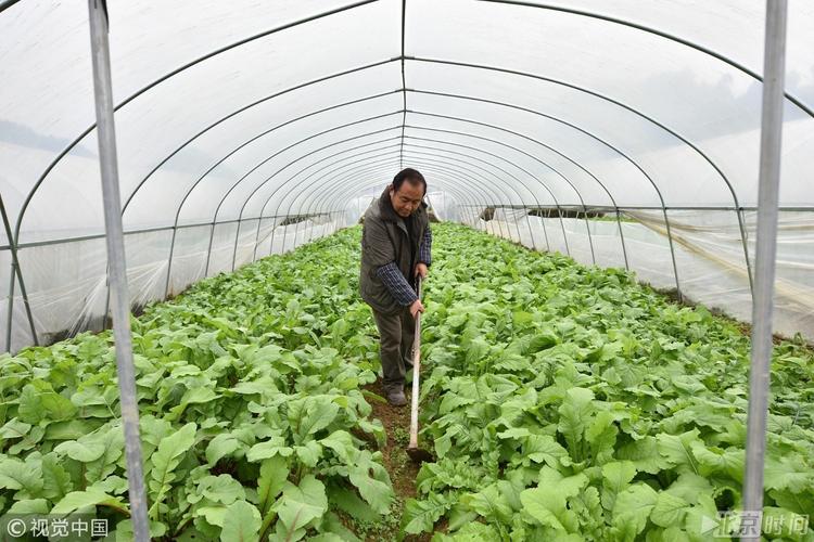 贵州遵义农村生态蔬菜补贴的相关图片