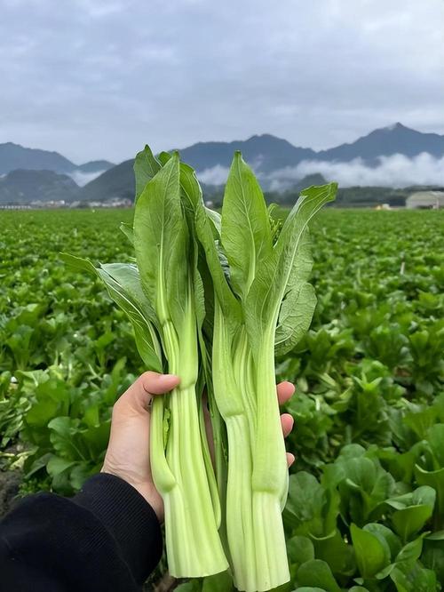 连州农村蔬菜的相关图片