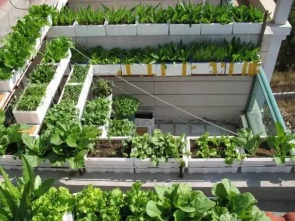 顶楼阳台可以种蔬菜吗农村的相关图片